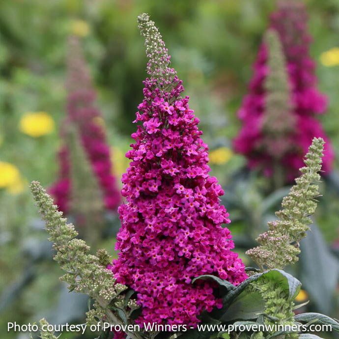 #3 Buddleia PW Pugster Pico Punch/ Dwarf Pink Butterfly Bush