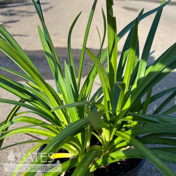 Tropical #1 Agapanthus x SL Indigo Frost/ Blue, White Bicolor