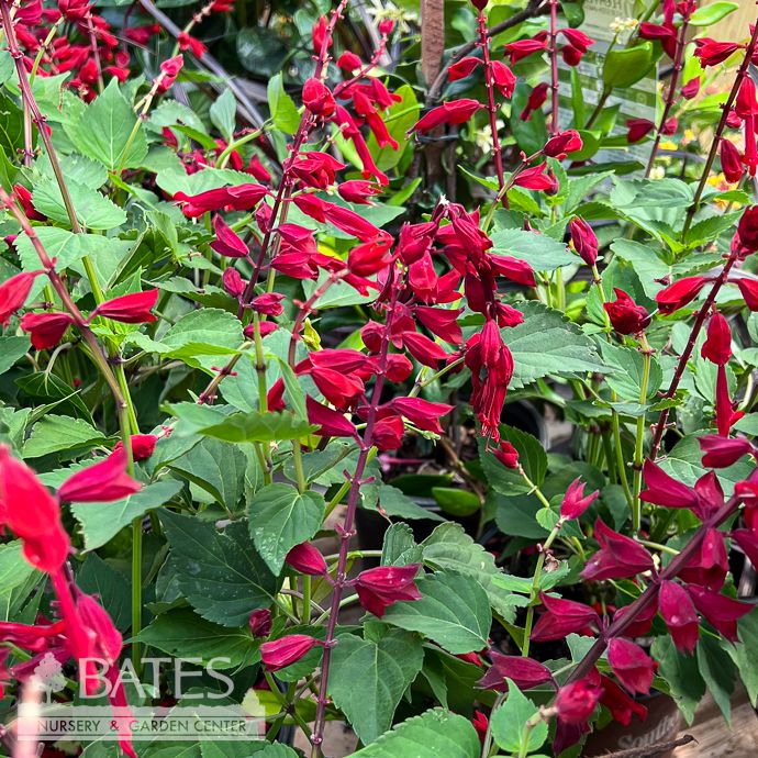 Tropical #1 Salvia splendens SL Saucy 'Red'/ Sage - No Warranty