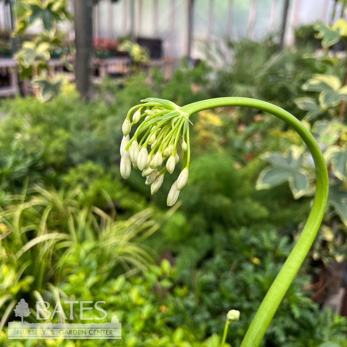 Tropical #1 Agapanthus x SL Ever Twilight/ Violet and White Bicolor