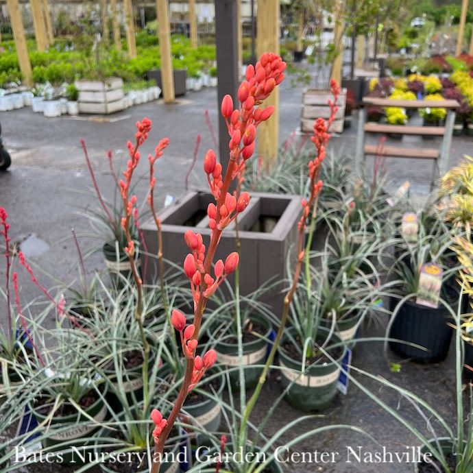 #1 Hesperaloe parv Coral Glow/ Red Yucca
