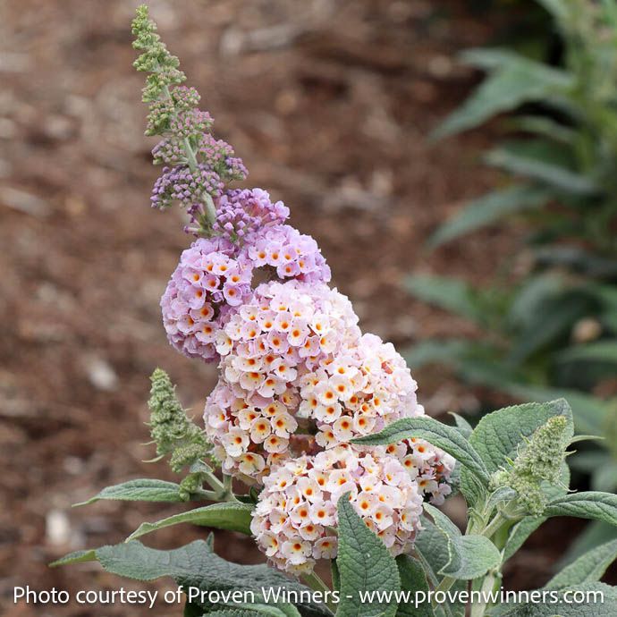 #3 Buddleia PW Pugster Sorbet/ Dwarf Multi Pink Butterfly Bush