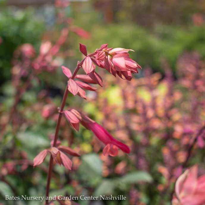 Tropical #1 Salvia hybrida Ember's Wish - No Warranty