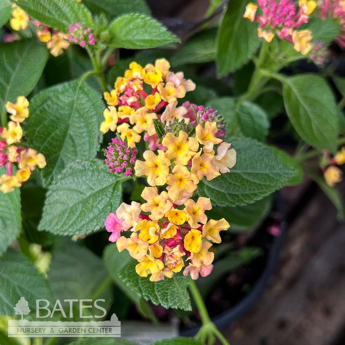 Tropical #1 Lantana Anne Marie/ Yellow Pink Orange - No Warranty