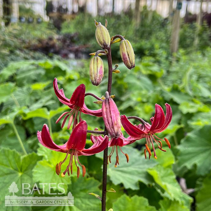 #1 Lilium Claude Shride/ Red Martagon Lily