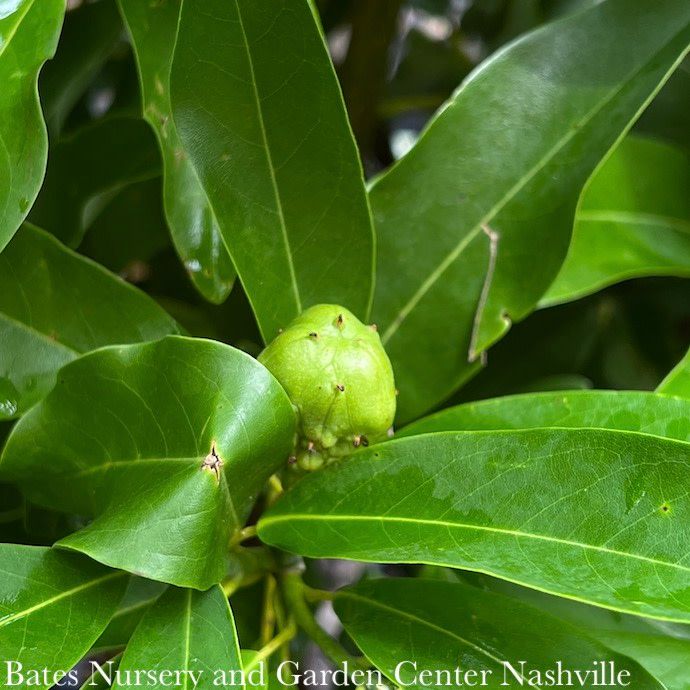 #15 CLUMP Magnolia virg Moonglow/ Semi-Evergreen Sweetbay Native (TN)