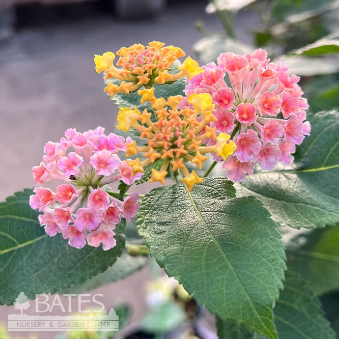 Tropical #1 Lantana Confetti/ Pink Yellow Magenta - No Warranty