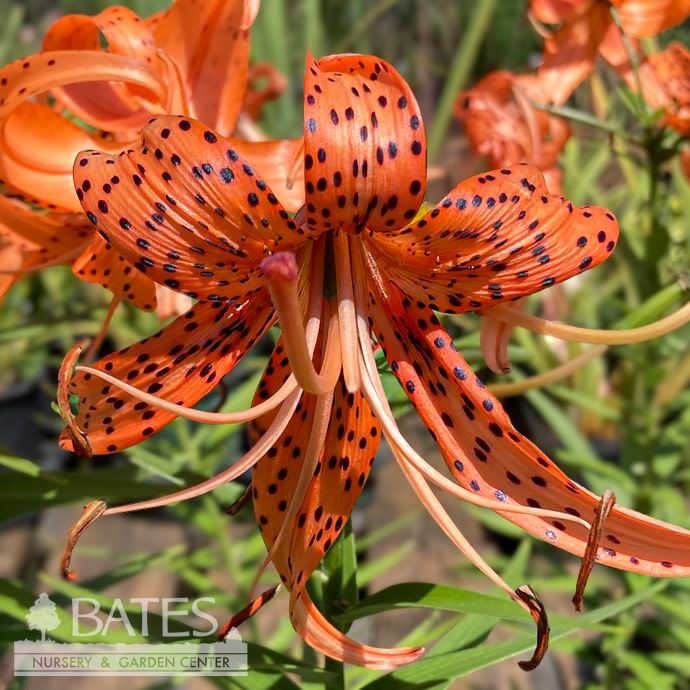 #1 Lilium Flore Pleno (Plenum)/ Double Orange Tiger Lily