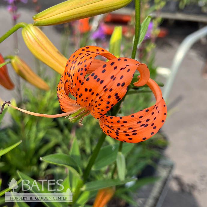 #1 Lilium Flore Pleno (Plenum)/ Double Orange Tiger Lily