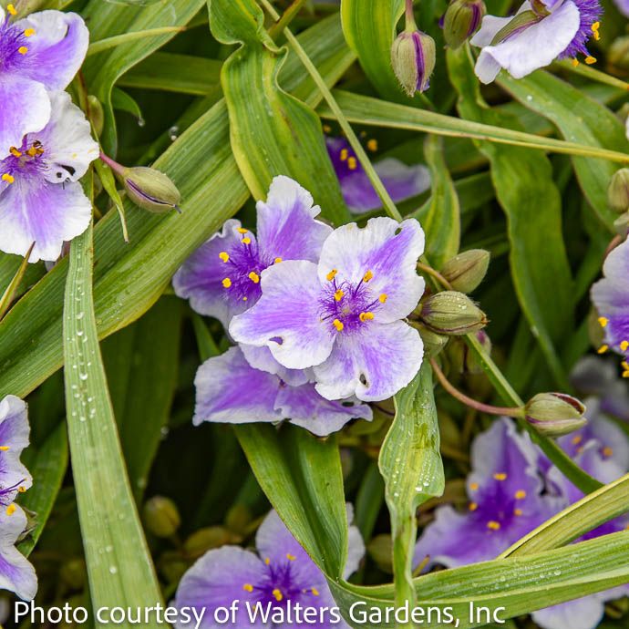 #1 Tradescantia x PW Webmaster/ Purple with Pale Edge Spiderwort