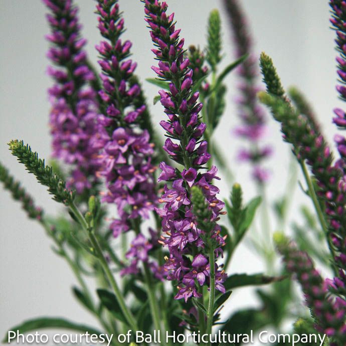 #1 Veronica x Moody Blues 'Mauve'/ Compact Speedwell