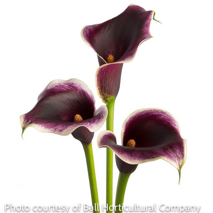 Tropical #1.5 Zantedeschia Dubai Night/ Calla Lily