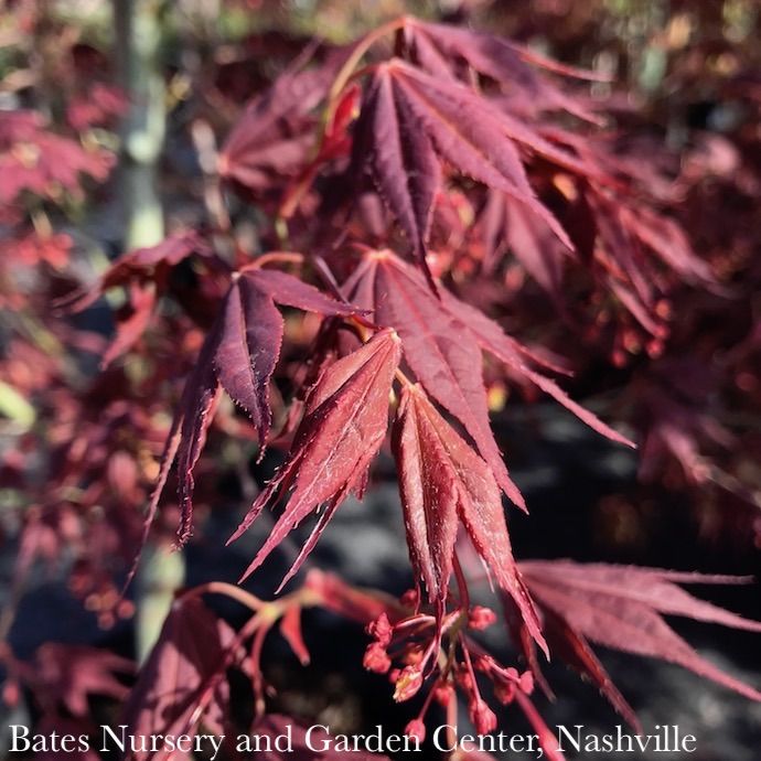 #20 BOX Acer pal Tsukushi gata/ Red Upright Japanese Maple