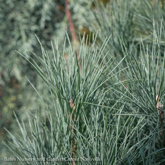 #6 Pinus strob Stowe Pillar/ Columnar Pine Native (TN)