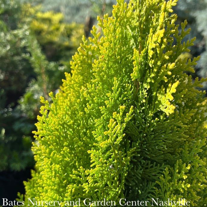 #3 Thuja orientalis Morgan/ Dwarf Arborvitae