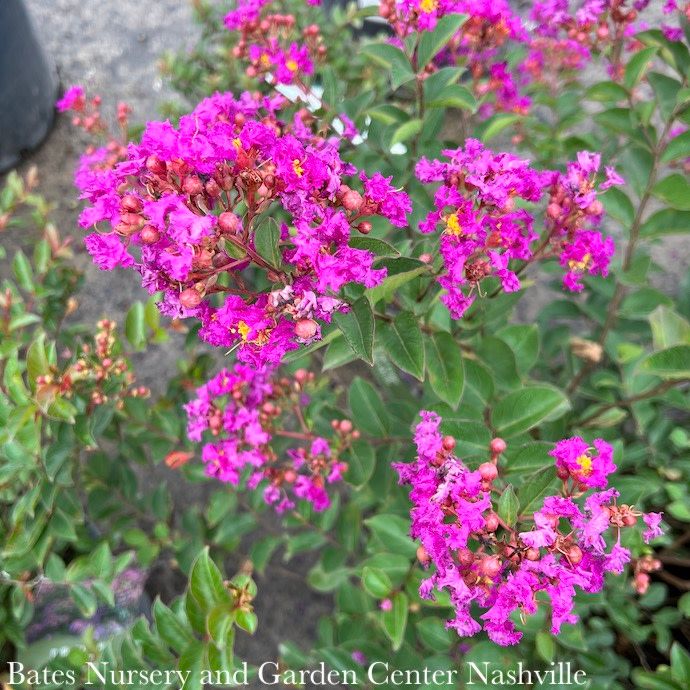 #2 Lagerstroemia Bellini 'Grape'/ Purplish-Pink Dwarf Crape Myrtle