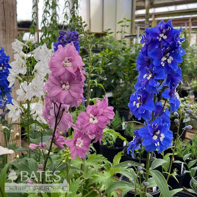 #1 Delphinium Pixie Rocket Mix/ Pink Blue White