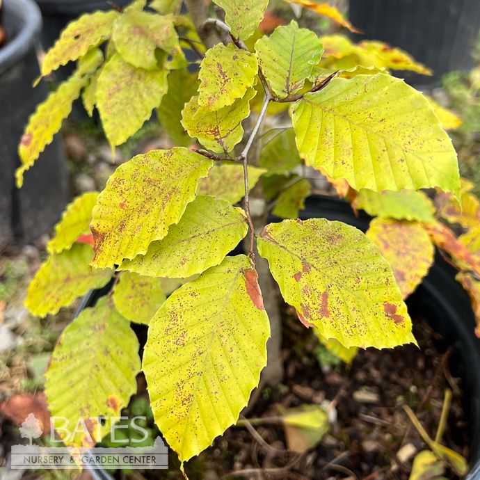 #5 Fagus grandiflora/ American Beech Native (TN)