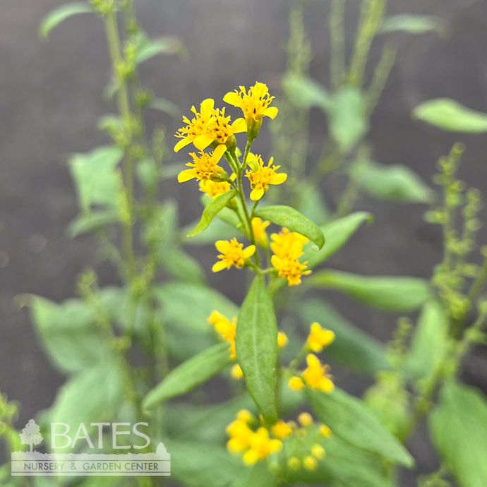 #1 Solidago flexicaulis AB / Zigzag Goldenrod Native (TN)