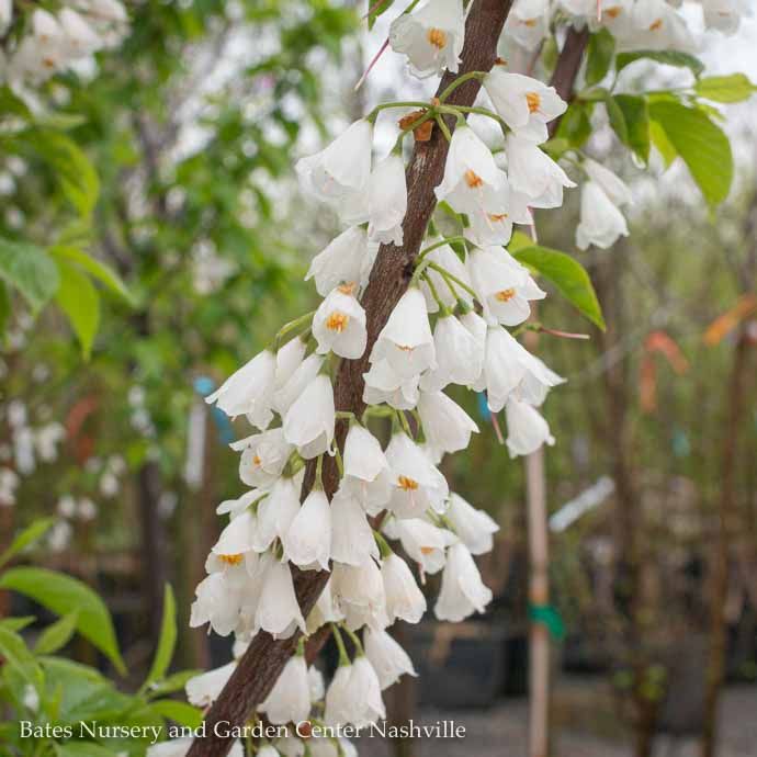 #3  Halesia carolina/ Carolina Silverbell - Native (R) - Pickup Only