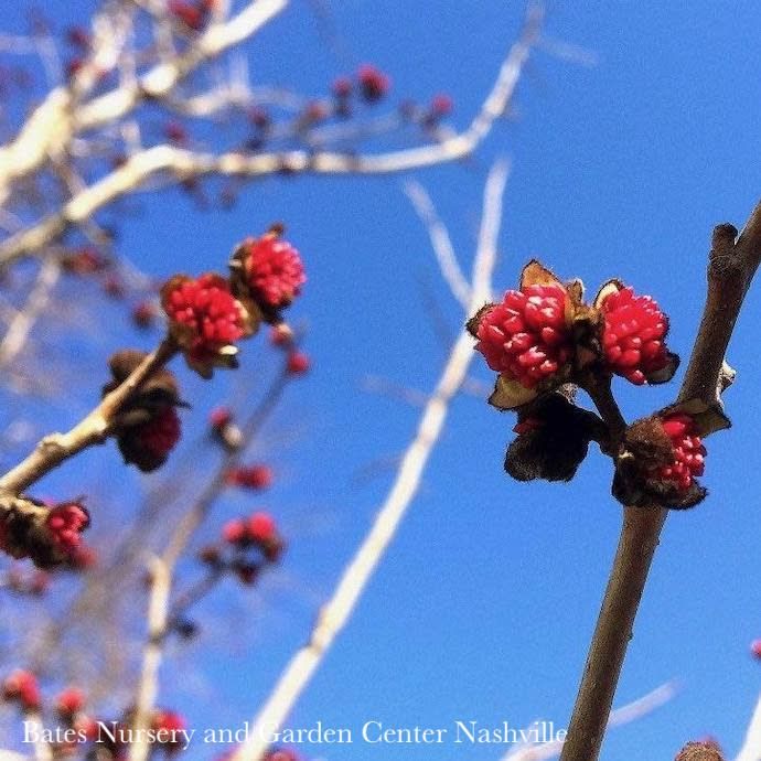 #7 Parrotia persica/ Persian Ironwood