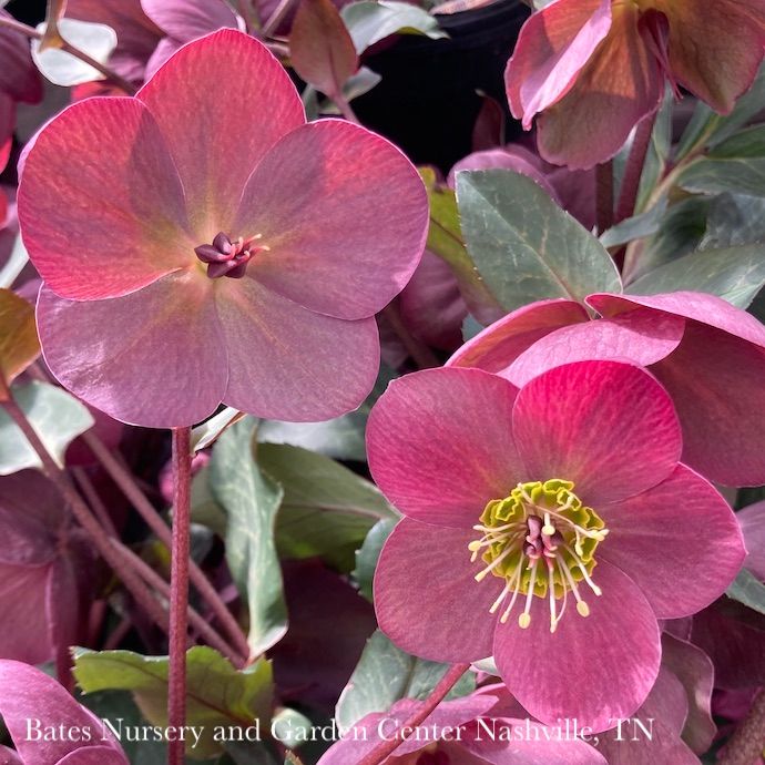 #1 Helleborus x Frostkiss 'Anna's Red'/ Lenten Rose