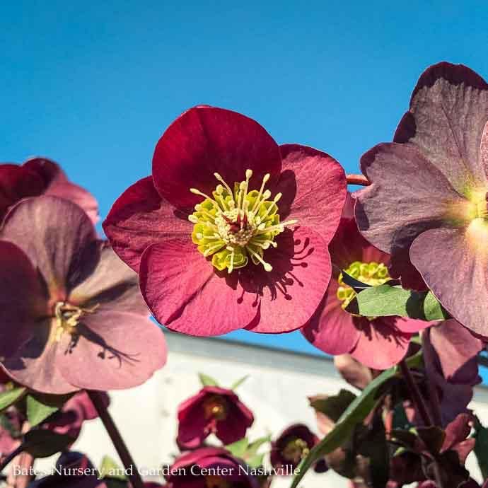#1 Helleborus x Frostkiss 'Anna's Red'/ Lenten Rose