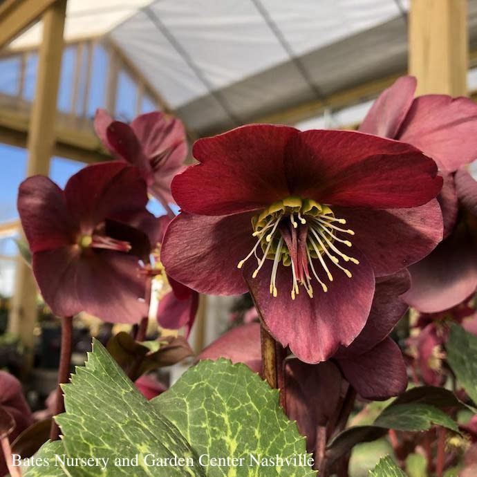 #1 Helleborus x Frostkiss 'Anna's Red'/ Lenten Rose