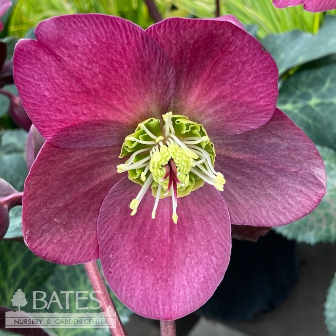 #1 Helleborus x Frostkiss 'Anna's Red'/ Lenten Rose