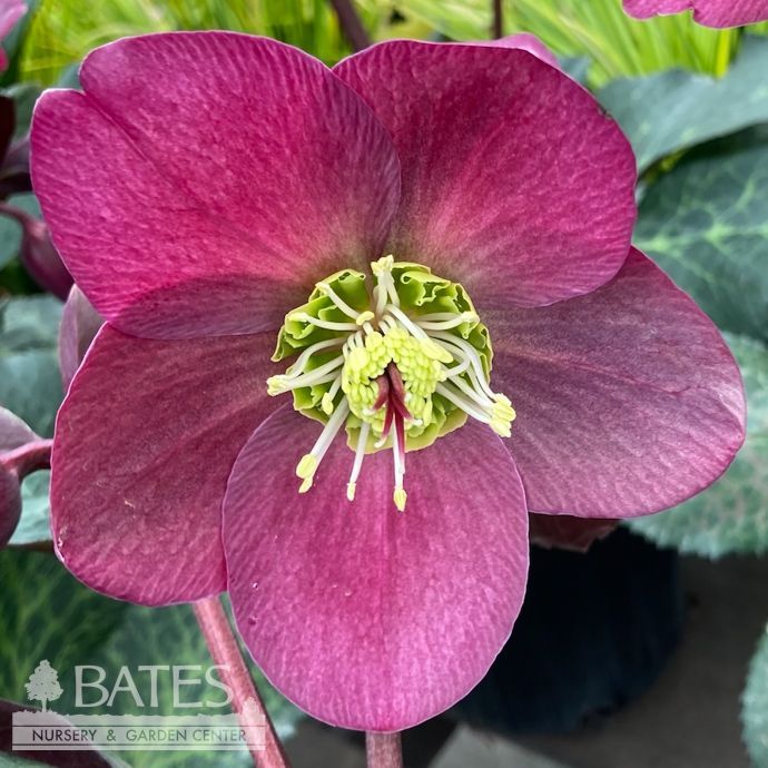 #1 Helleborus x Frostkiss 'Anna's Red'/ Lenten Rose