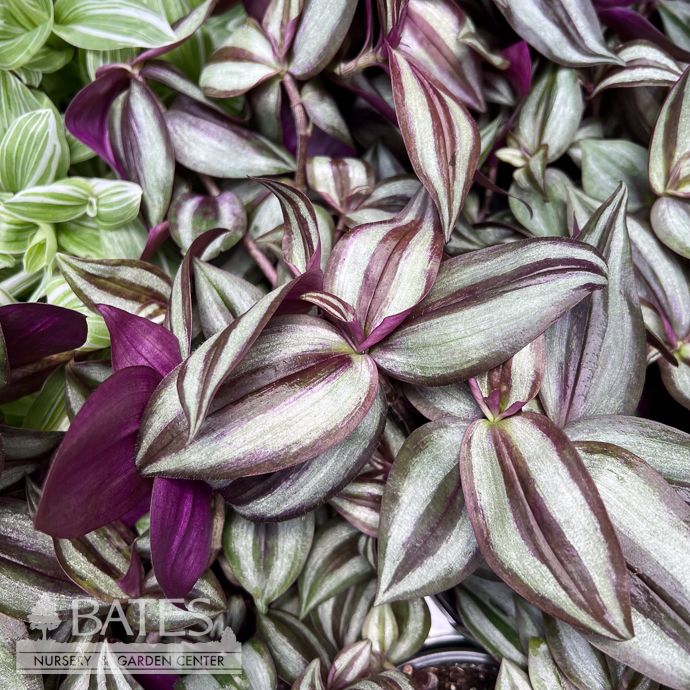 4p! Tradescantia Purple Zebrina /Tropical
