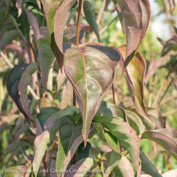 #7 Cornus kousa Scarlet Fire/ Dark Pink Flowering Dogwood