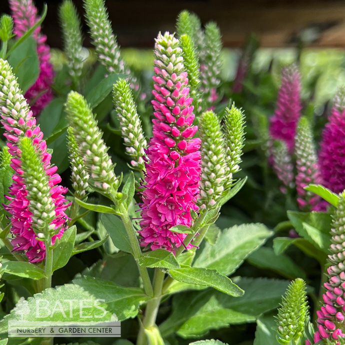 #1 Veronica Vernique 'Rose Improved'/ Pink Speedwell