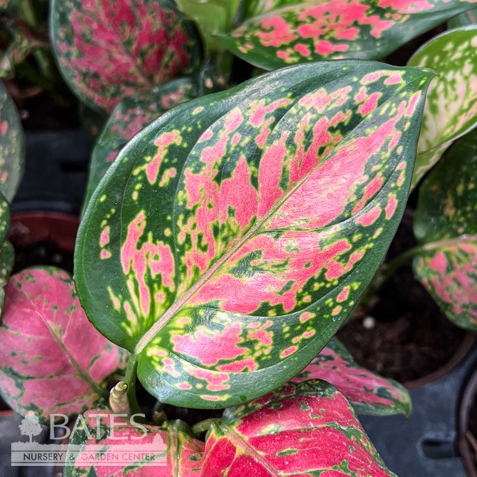4p! Aglaonema Katrina / Chinese Evergreen /Tropical