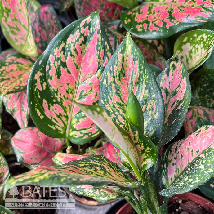 4p! Aglaonema Katrina / Chinese Evergreen /Tropical