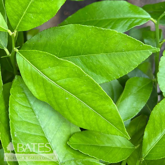 Edible 12p!/#5 Citrus Lemon Eureka STD /Tropical - No Warranty