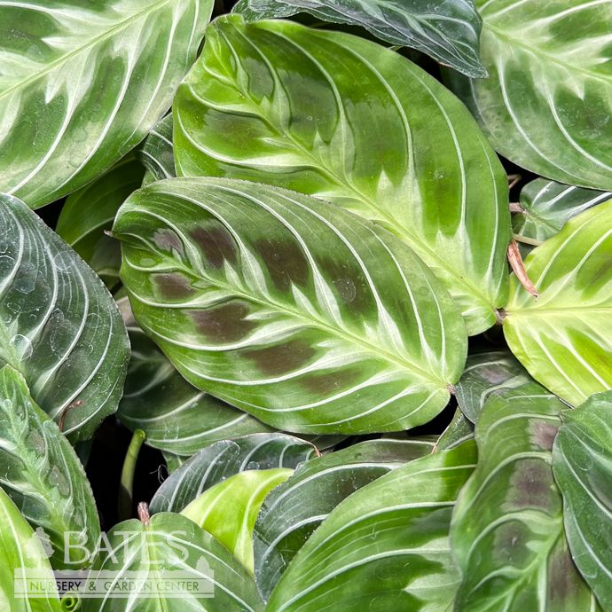 4p! Maranta Cat Moustache / Prayer Plant /Tropical