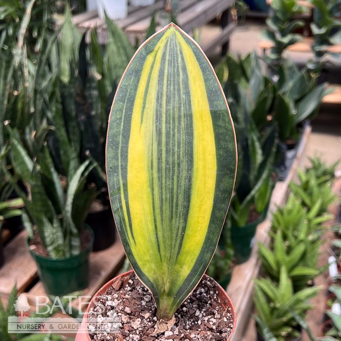 4p! Sansevieria WHALE FIN Variegated /Snake Plant /Mother-in-Law Tongue /Tropical