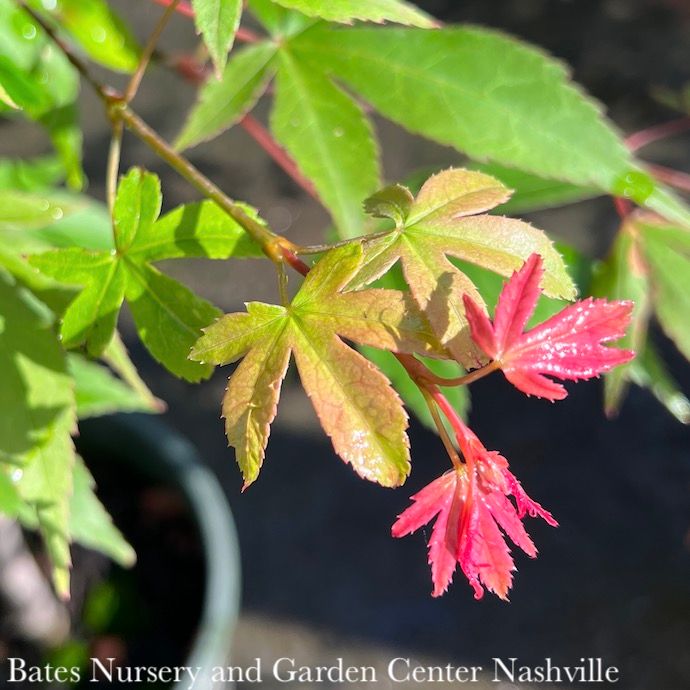 #10 Acer pal Osakazuki/ Green Upright Japanese Maple