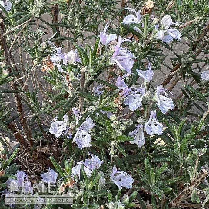 Topiary 6.5P Rosmarinus officinalis Arp/ Rosemary - No Warranty