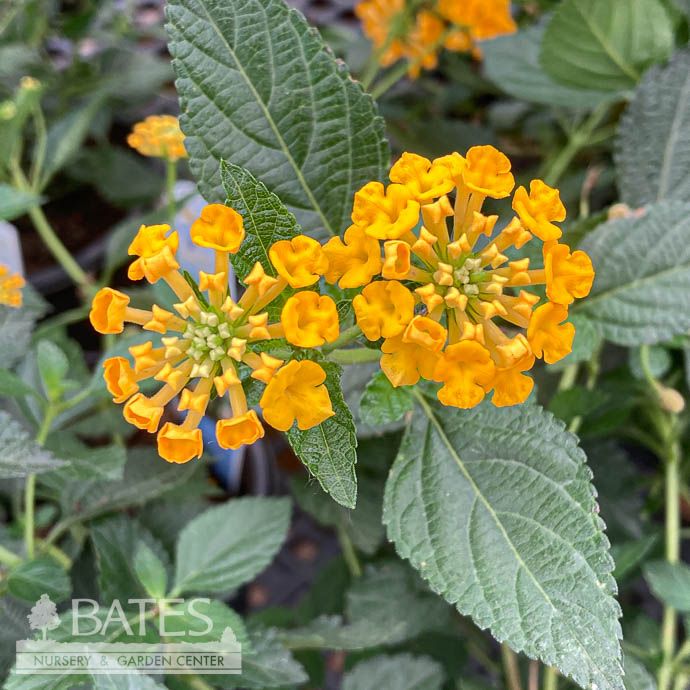 Tropical 6.5P Lantana Chapel Hill Gold/ Yellow - No Warranty