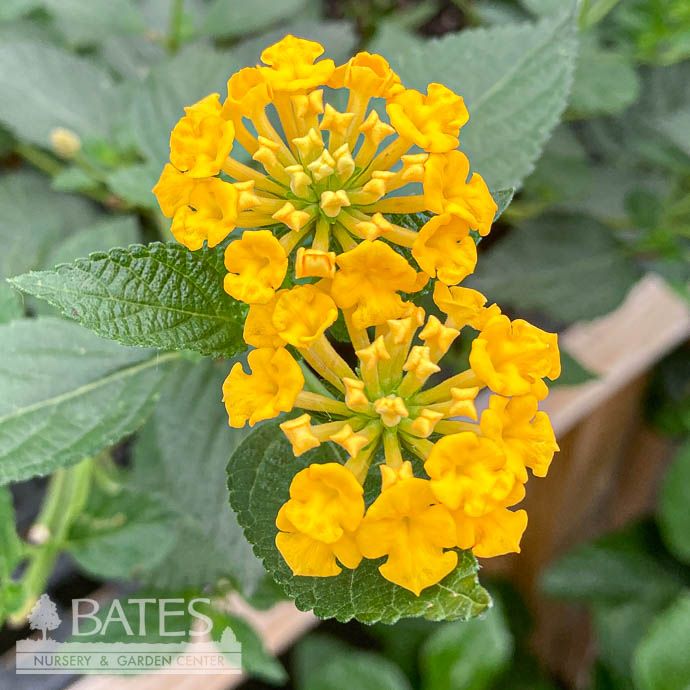 Tropical 6.5P Lantana Chapel Hill Gold/ Yellow - No Warranty