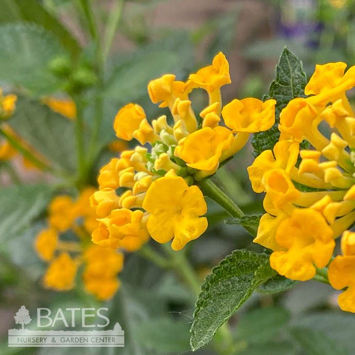 Tropical 6.5P Lantana Chapel Hill Gold/ Yellow - No Warranty