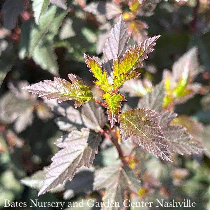 #5 Physocarpus opul Little Joker/ Dwarf Ninebark Native (TN)