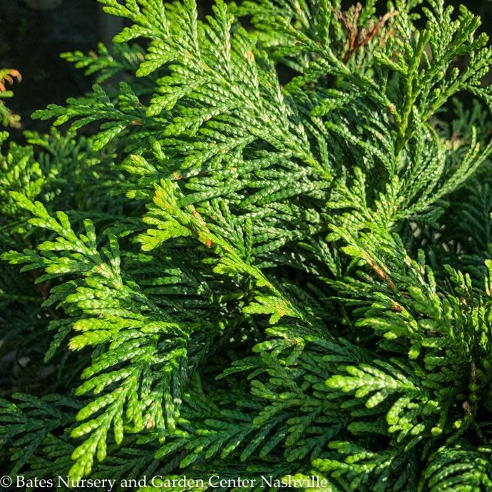 #2 Thuja plicata Grune Kugel/ Dwarf Arborvitae