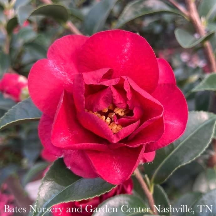 #3 Camellia sas SL October Magic 'Ruby' - No Warranty