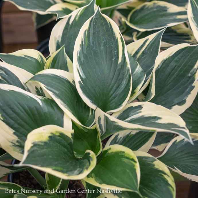 #1 Hosta Patriot/ Dark Green w/ White Margins