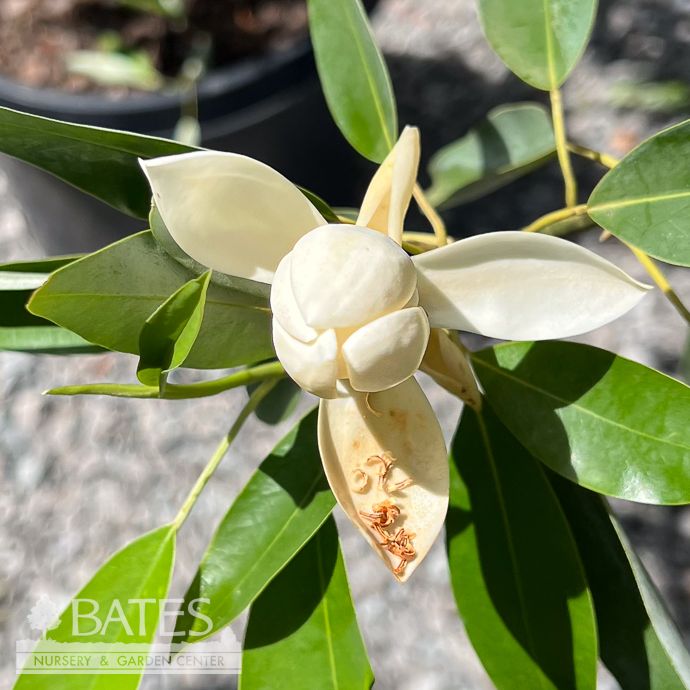 #15 SINGLE Magnolia virg Keltyk/ Semi-Evergreen Sweetbay Native (TN)