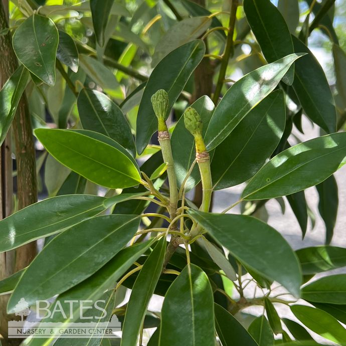 #15 SINGLE Magnolia virg Keltyk/ Semi-Evergreen Sweetbay Native (TN)