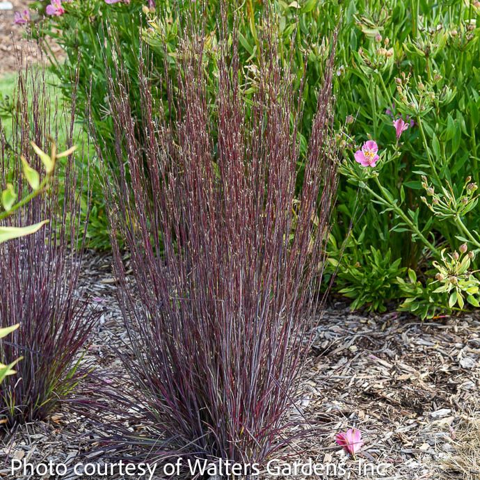 #1 Grass Schizachyrium scop Cinnamon Sticks/ Little Bluestem Native (TN)